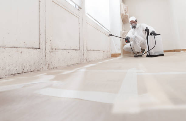 24/7 Emergency Basement Mold Remediation experts in Jacksonville, FL