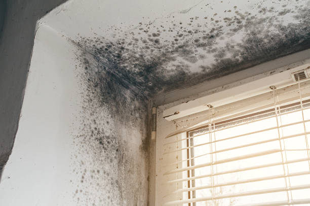 Affordable Basement Mold Remediation solutions in Jacksonville, FL