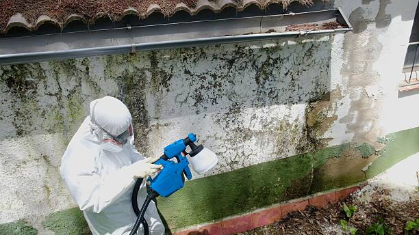 Top rated local Basement Mold Remediation specialists in Jacksonville, FL